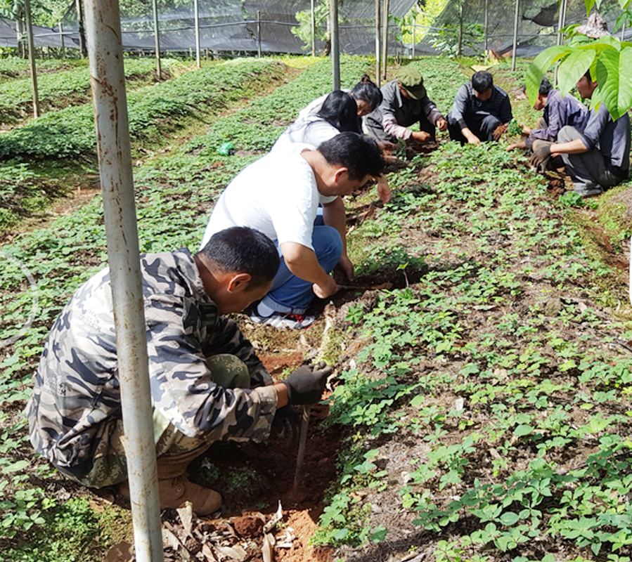 云南宝田丽江滇重楼种植户到公司基地挖苗